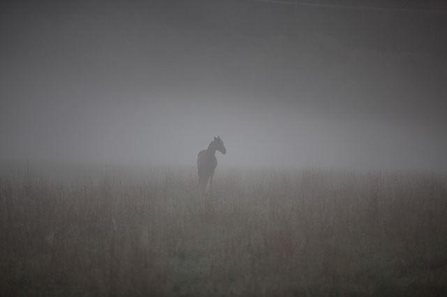 kůň v mlze